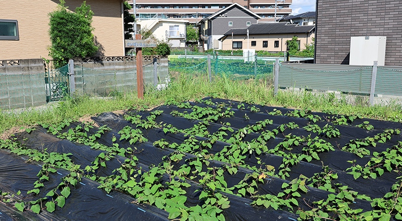 スライド画像
